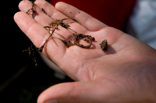 Earthworm and hand