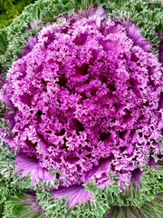 Ornamental Kale with Purple Frilled Center