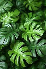 Fototapeta premium Lush Green Monstera Leaves Background Texture Image