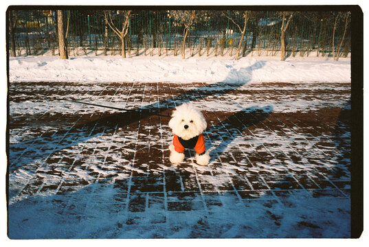 Fluffy Dog in Winter Coat (bichon frise)

Description:


