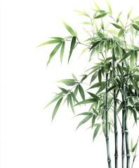 Obraz premium Tall slender bamboo tree with green stalks and leaves