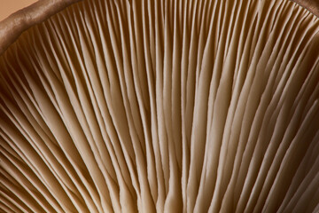 Macro view of velvety cap with twisting gills of oyster mushroom