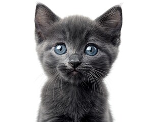 Fototapeta premium Adorable Grey Kitten With Amazing Blue Eyes And Whiskers
