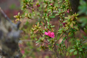 Pink plum blossoms blooming on a boardwalk in a residential area. Plum petals.