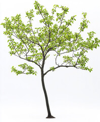 Obraz premium Isolated wild pear tree with fresh green foliage on white background