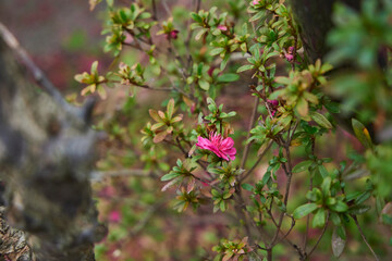 Pink plum blossoms blooming on a boardwalk in a residential area. Plum petals.