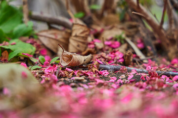 Pink plum blossoms blooming on a boardwalk in a residential area. Plum petals.