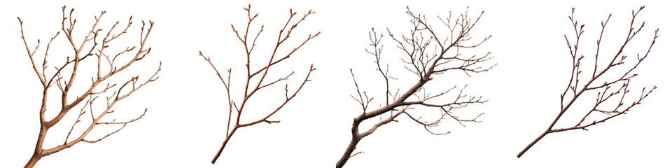 Bare organic tree branches forming abstract silhouette skeletons in minimalist nature scenery  Monochrome winter forest with dark moody atmospheric mood and graphic textures