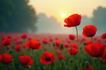 Fototapeta premium Crimson poppy blossoms emerge from swirling morning fog, sunlit petals , texture, photography, botanical