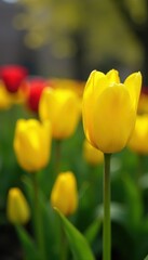Close-up, yellow tulip blossoms in a lush NYC community garden during spring , blossom, close-up, tulip