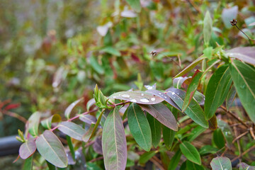 Morning dew collected on leaves on the boardwalk.