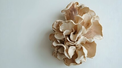 bunch of Maitake mushroom on white background