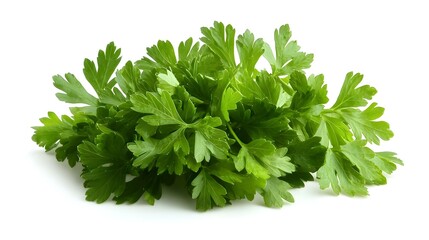 Fototapeta premium Fresh Parsley isolated on white background
