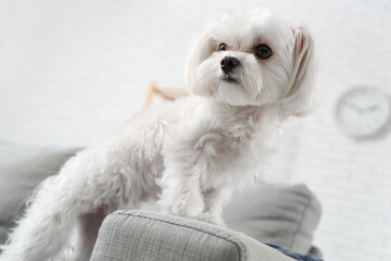 Cute Maltese dog on sofa at home, closeup