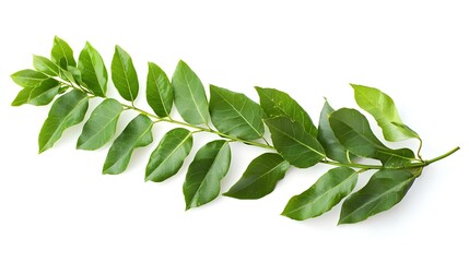 Curry Leaves Isolated on White Background