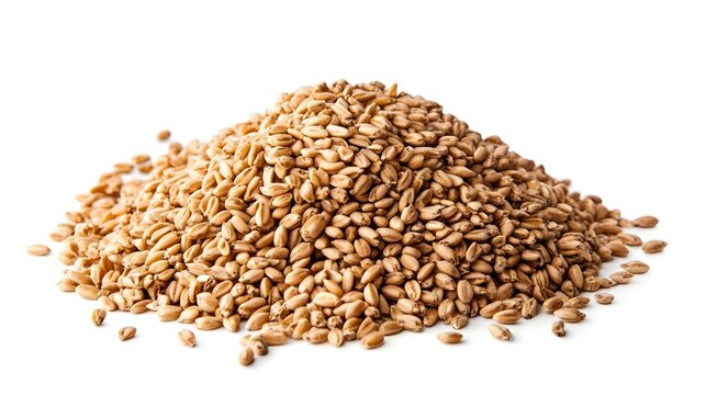 Tas de grains de bl&eacute; entier sain isol&eacute; sur fond blanc Nourriture americaine