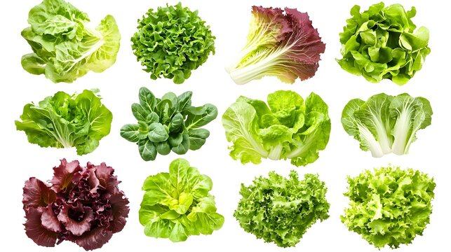 Diff&eacute;rents types de laitues et de l&eacute;gumes-feuilles isol&eacute;s sur fond blanc. American food