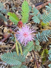 close up of a cactus
