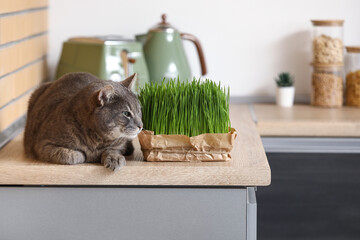 Cute grey cat with micro green lying on counters in kitchen