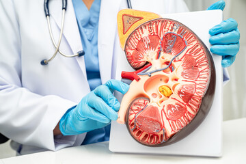 Chronic kidney disease, doctor with model for treatment urinary system, urology, Estimated...