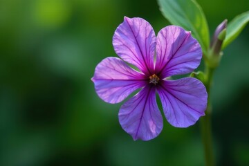 Delicate purple flower, veined petals, smooth leaves, color, image, vein