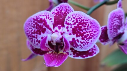 Obraz premium Close-up of a purple-spotted orchid with white petals and intricate patterns. The flower’s vivid colors contrast against the soft, natural wooden background