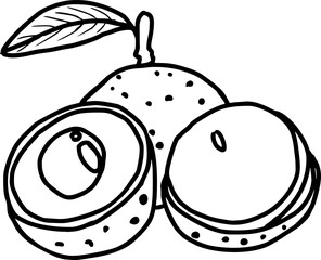 Longan outline black and white