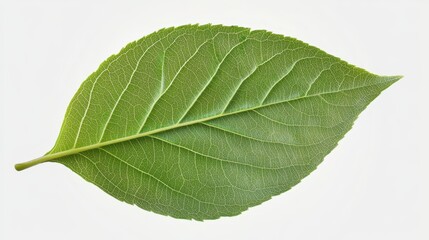 Obraz premium A vibrant green leaf, perfectly shaped with smooth edges and a pointed tip, rests against a soft, blurred background of lush foliage, showcasing its intricate veins and natural beauty.