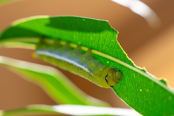 A close-up shot of a vibrant green caterpillar resting on a bright green leaf, basking in warm sunlight. Oleander Hawk Moth,