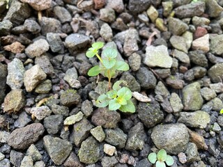 stone wall background
