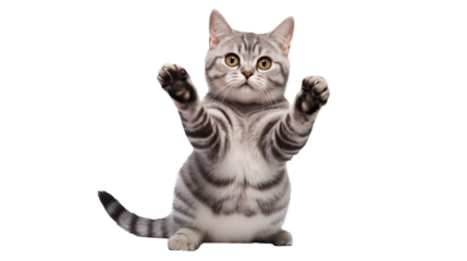 Adorable Grey Tabby Cat Playing Paws Up Studio Shot isolated on transparent background