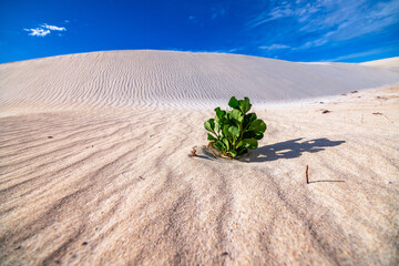 Grey sand dunes near cervantes Nambung National park, Western Australia.