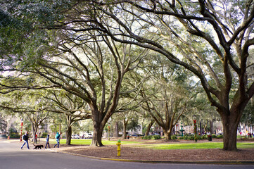 large oak trees of a city park filling the frame
