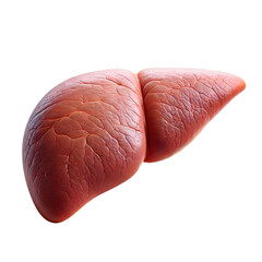 spleen - transparent background