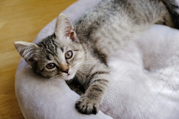 Little kitten resting on a soft cat bed.