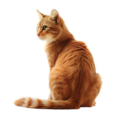 Orange Tabby Cat Sitting with Its Back Turned and Long Tail.  Cut out.