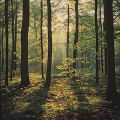 Golden sunlight filters through the lush green canopy of a dense forest, casting dappled light on the vibrant autumn leaves scattered across the forest floor.