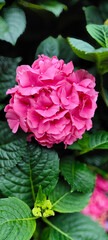 Close-up of Pink Hydrangea macrophylla Flowers in Natural Light