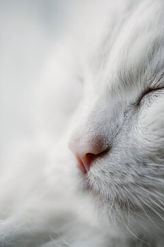 Close up photo of white cat with closed eyes