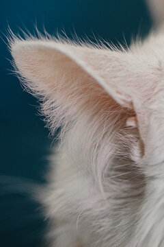 Close up photo of white cat's Soft furry ear 