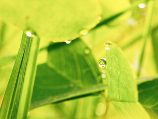 Juicy lush green grass on meadow with drops of water dew in morning light in spring summer outdoors close-up macro. Beautiful artistic image of purity and freshness of nature, copy space.