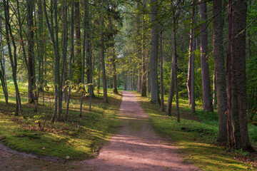 View of Tatiana Alley in the Trigorskoye estate of the Pushkin Natural Landscape Reserve on a sunny summer day, Pushkinskiye Gory, Pskov Region, Russia