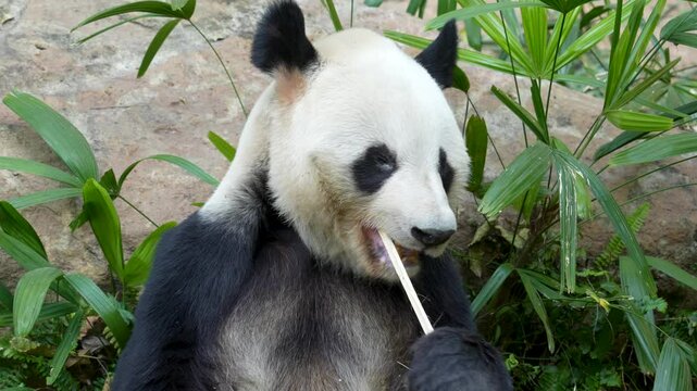 Panda eating shoots of bamboo. Rare and endangered black and white bear.