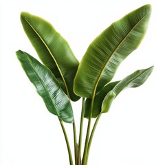 Obraz premium Bold Green Banana Palm Leaves with Elongated Curving Edges