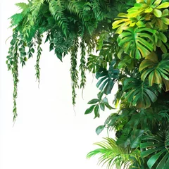 Lush Tropical Vines with Cascading Green Foliage Isolated on White © jiraporn