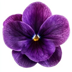 Isolated Deep Purple Violet Flower with Rich Petals on White Background