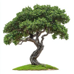 Twisted Trunk Tree with Sparse Dark Green Leaves on Grass Base