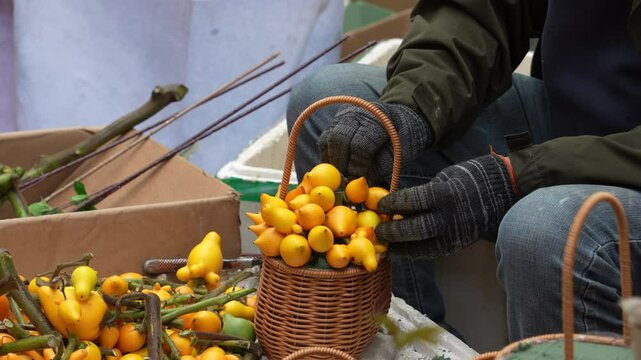 man arranging Ornamental solanum mammosum plant representing lucky symbols for chinese new year
