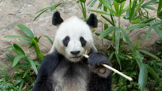 Panda eating shoots of bamboo. Rare and endangered black and white bear.