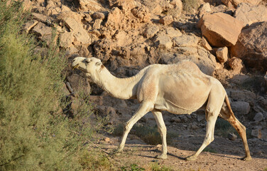 camels in the desert
